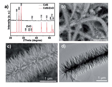 圖1：（a）CdS納米帶與CdS/ZnO樹(shù)枝狀異質(zhì)結(jié)的XRD峰對(duì)比。（b）低倍數(shù)SEM下觀測(cè)到的CdS/ZnO樹(shù)枝狀異質(zhì)結(jié)。（c）（d）分別對(duì)應(yīng)SEM和TEM下觀測(cè)到的CdS/ZnO樹(shù)枝狀異質(zhì)結(jié)。