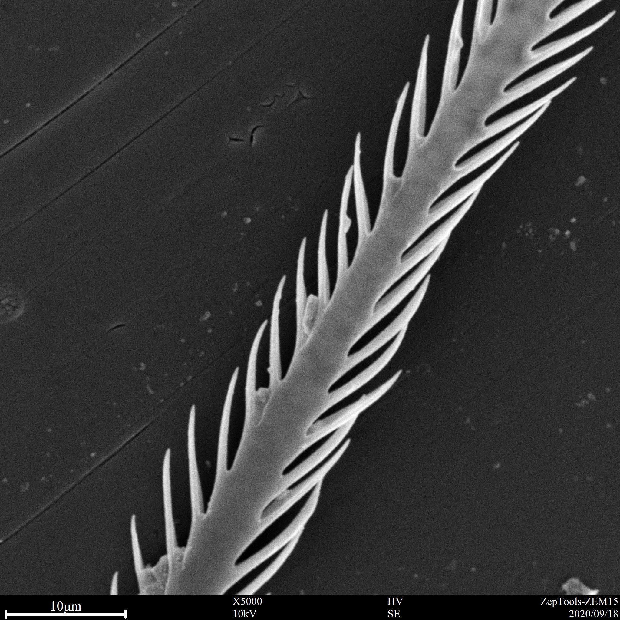 臺式掃描電鏡下植物樣品(會議現(xiàn)場拍攝) 臺式掃描電鏡下植物樣品(會議現(xiàn)場拍攝)