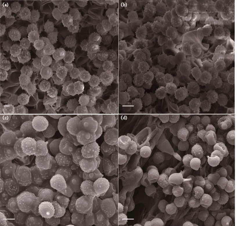 研究中使用了ZEM臺掃拍攝的圖 研究中使用了ZEM臺掃拍攝的圖