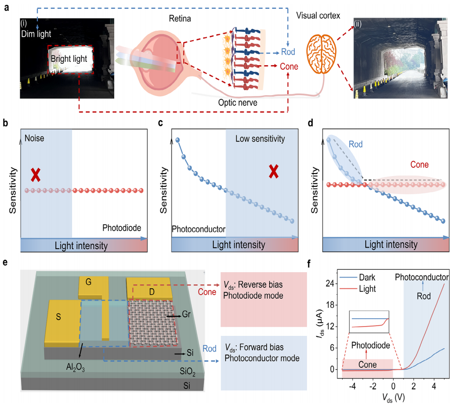 人類視覺機制的原理圖和視網(wǎng)膜桿狀/錐狀雙模光電探測器的設計