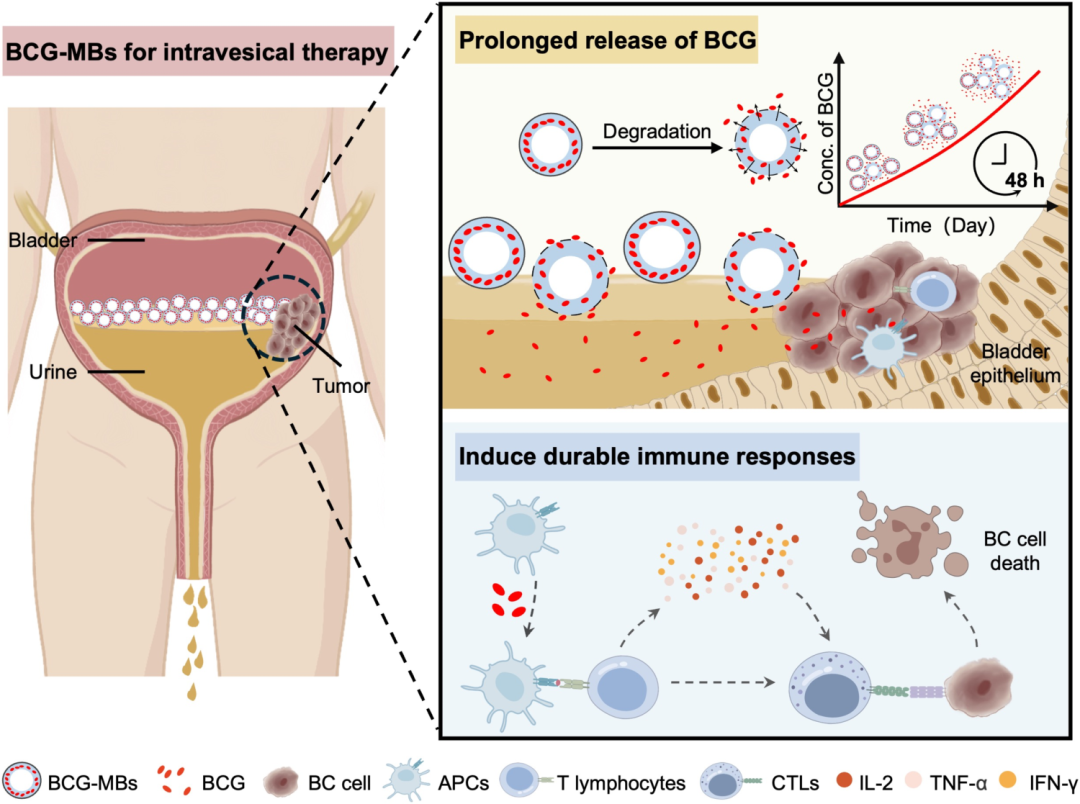 臺(tái)式掃描電鏡 臺(tái)式掃描電鏡