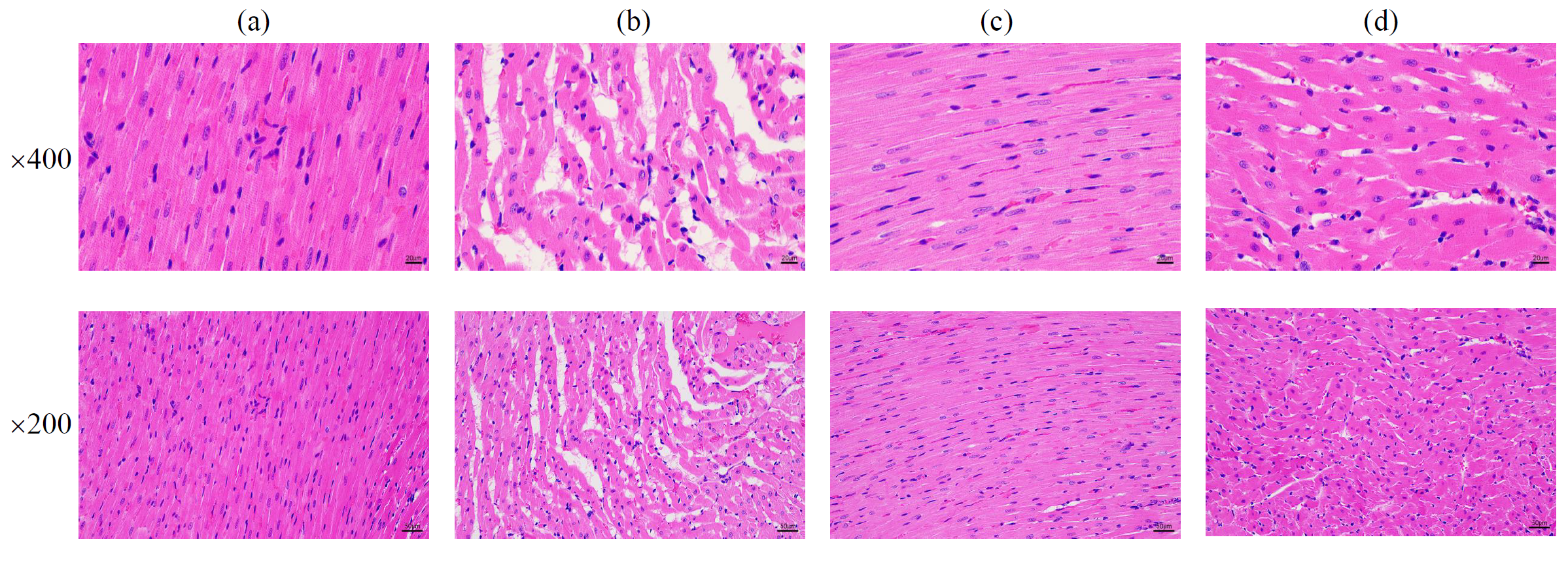澤攸科技ZEM系列掃描電鏡 澤攸科技ZEM系列掃描電鏡