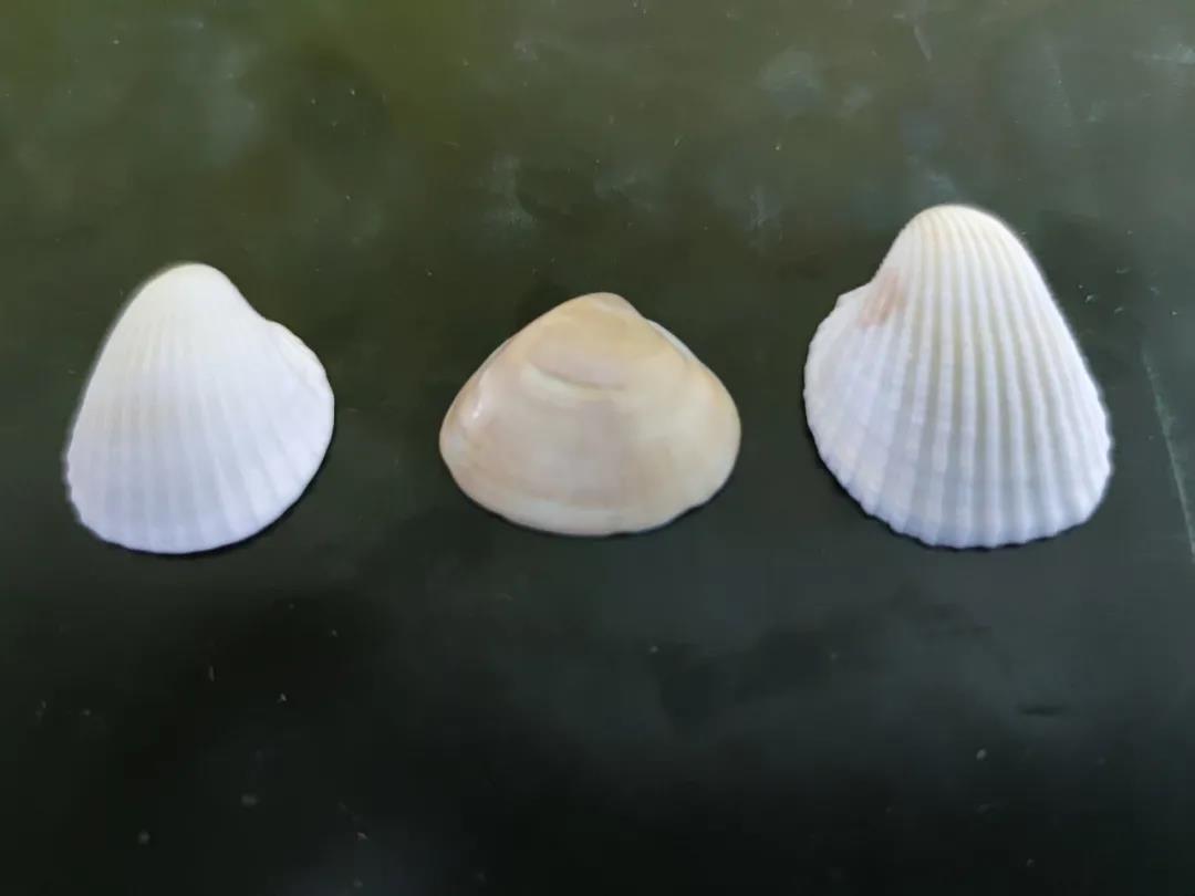 海邊拾取的貝殼 海邊拾取的貝殼